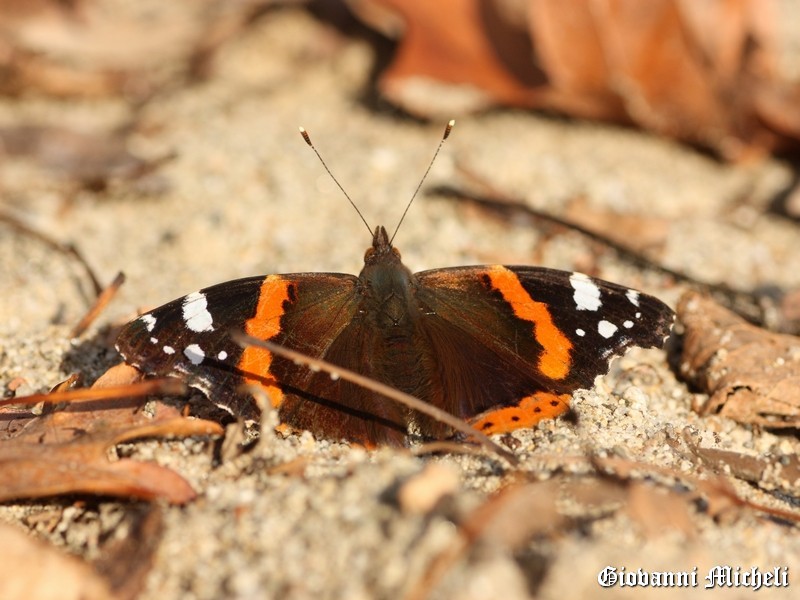 Vanesse in spiaggia...
